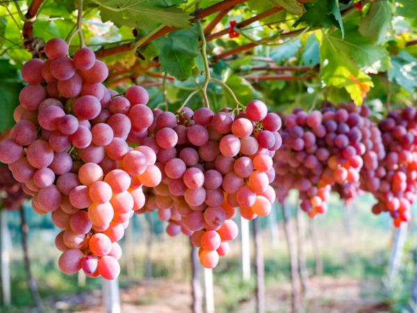 GLYCOS PLUS: uniformare e migliorare la colorazione dell’uva da tavola, rispettando la vite