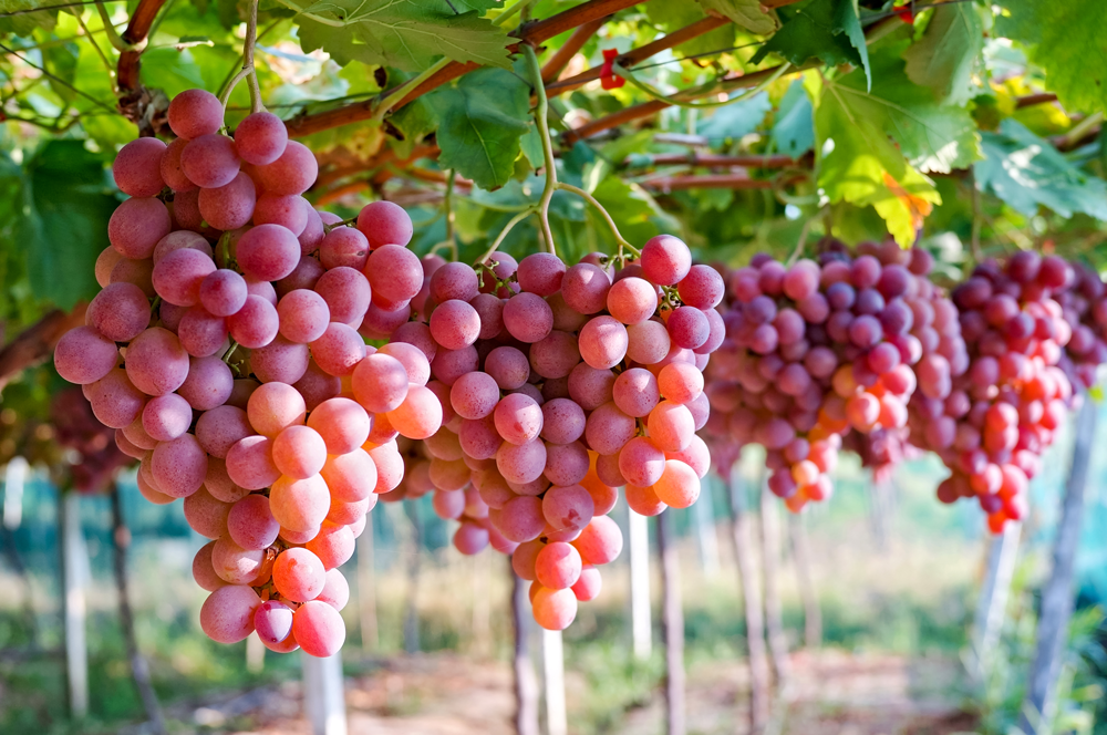 GLYCOS PLUS: uniformare e migliorare la colorazione dell’uva da tavola, rispettando la vite