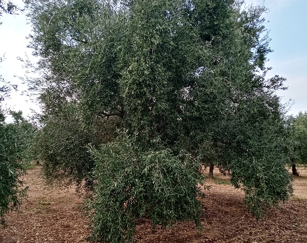 Concimazione post-raccolta dell’olivo