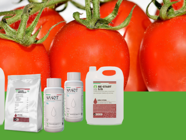 Post transplant fertilization of industrial tomato