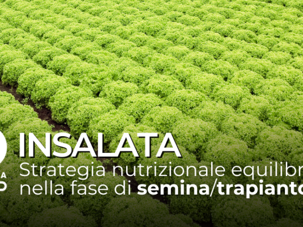 Insalata: consigli nutrizionali in fase di semina/trapianto