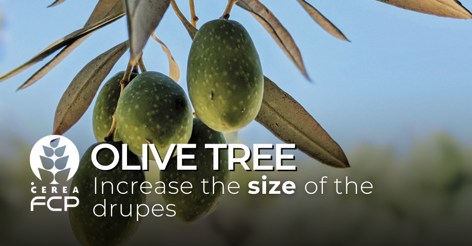 Increase the size of the olive tree’s drupes