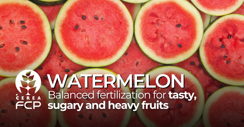 Watermelon: Balanced fertilization for tasty, sugary and heavy fruits