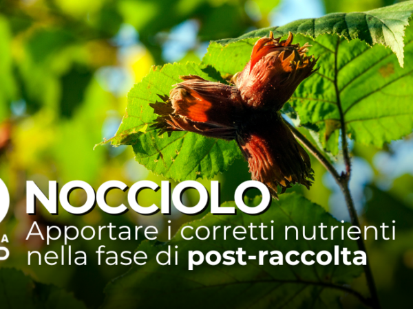 La concimazione post-raccolta del nocciolo